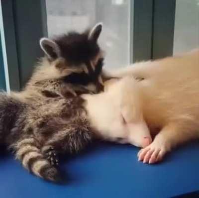 Adorable trash pandas