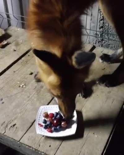 I myself would not refuse such a dinner.