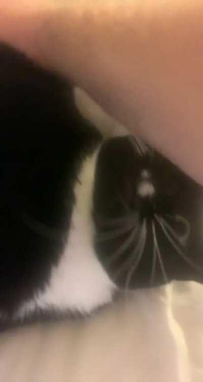 Stella loves butt scratches