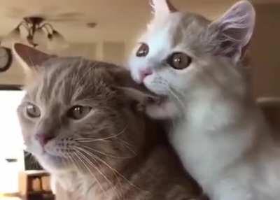 When you're trying to watch the movie but she wants attention