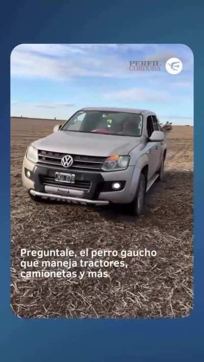 Preguntale [asi se llama el perro] que maneja tractores.