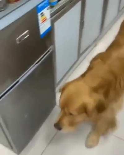 owner asks dog to hide because customer is scared of dogs