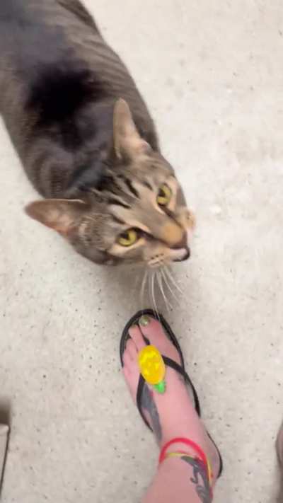 Horatio’s opinions