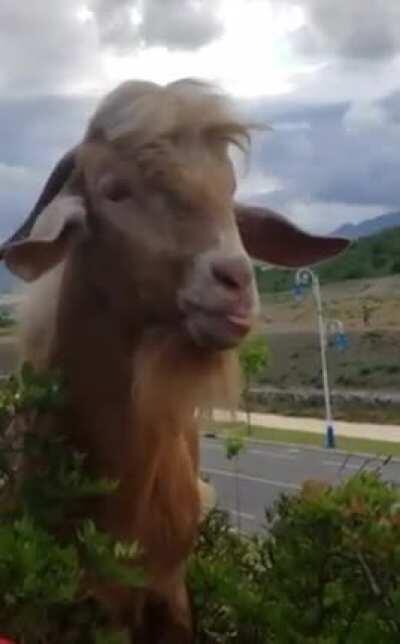 Goats never fail to make me smile.
