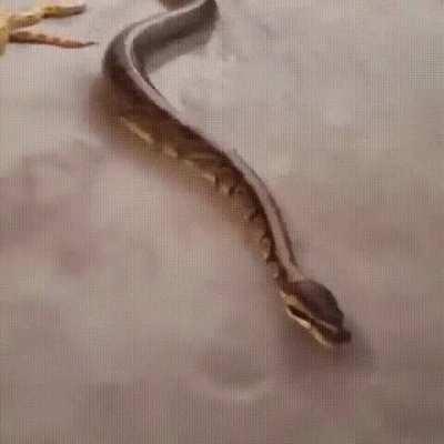 Snakes are unable to get traction on certain surfaces