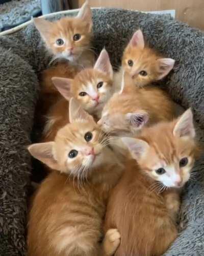 These illegally smol rascals must be apprehended!!!!