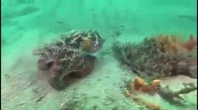 When your camouflage game is strong