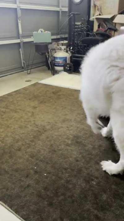 Polar bear playing with new potato