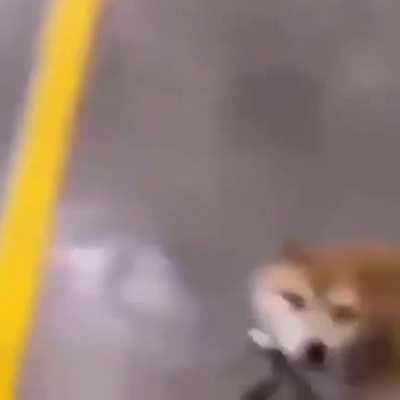 Cachorro estacionado