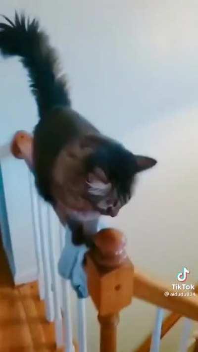 Cat on the railing, then cat fall off railing