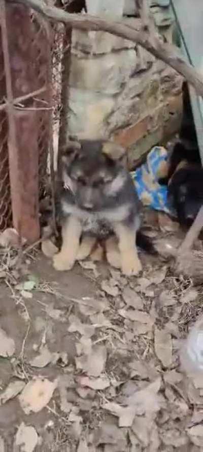 The 23rd brigade found these pups on the streets of Bakhmut and adopted them.