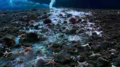 Брайникл - ледяной 