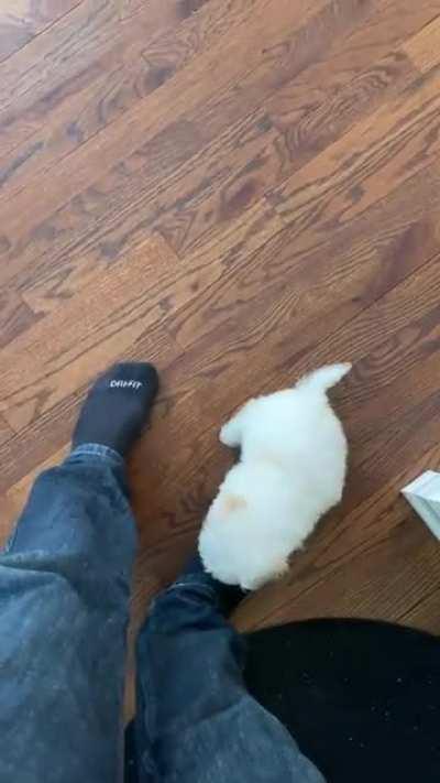 to lock up the vicious beast