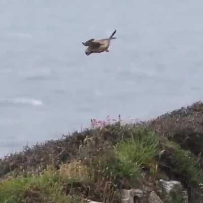 🔥 Bird just hit the edge of the map