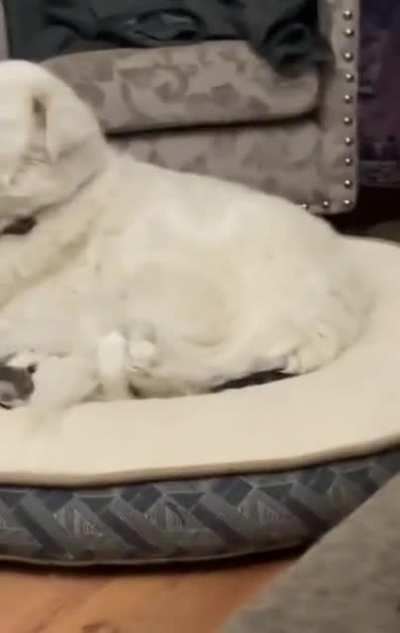 Best buds by default