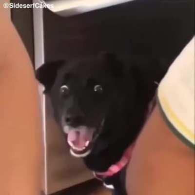 DOg diEs Of ShOCk aFTeR waTCHinG A MEmbeR oF hIS oWn SPEciEs BeINg mUTiLatED