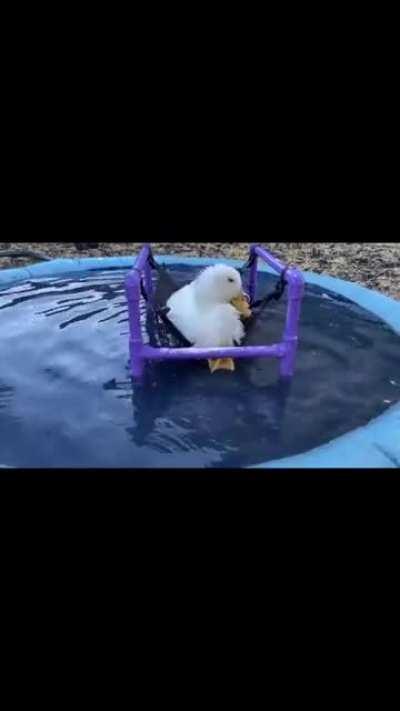 Angel may only have one leg and one wing, but she has a real zest for life at Funky Chicken Rescue