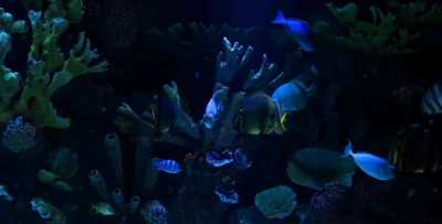 My friend took 150 micrograms of LSD and spent his whole trip in the corner of the room writing this song for the fish in his fishtank.