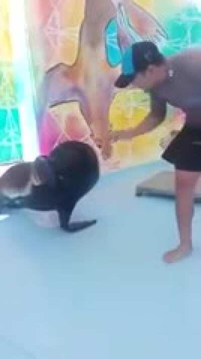 Here’s a cute video of a sea lion for you charmx