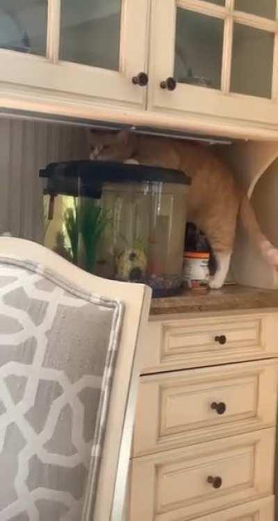 Some instant karma for trying to hunt the fishies
