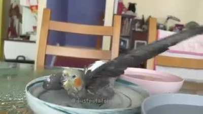 WetBirb
