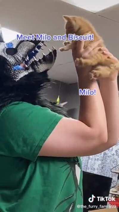 How to terrorize a cat 101 🙀