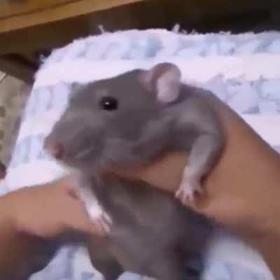 Jugador de free fire bailando