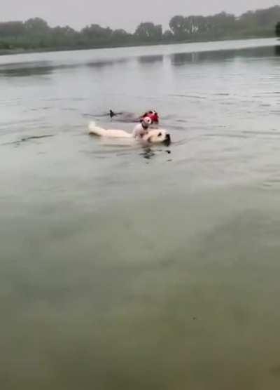 Gentle giant gives his little fren a float ride in the water