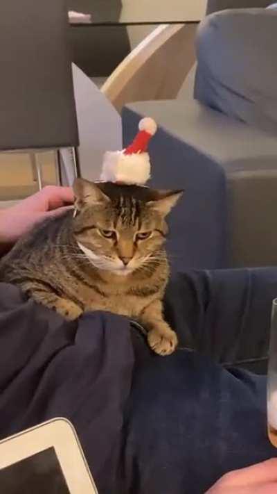 My SIC trying to feel festive…