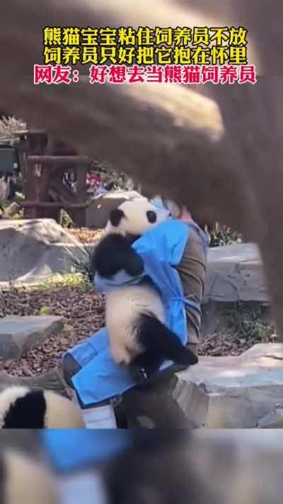 🐼 Panda baby plays spoiled. He wants a cuddle from a pretty keeper. Do you want to be a breeder or baby panda? 💖 熊貓 寶寶愛撒嬌，非得要美女飼養員抱抱。你想當飼養員，還是想成為小熊貓？😆