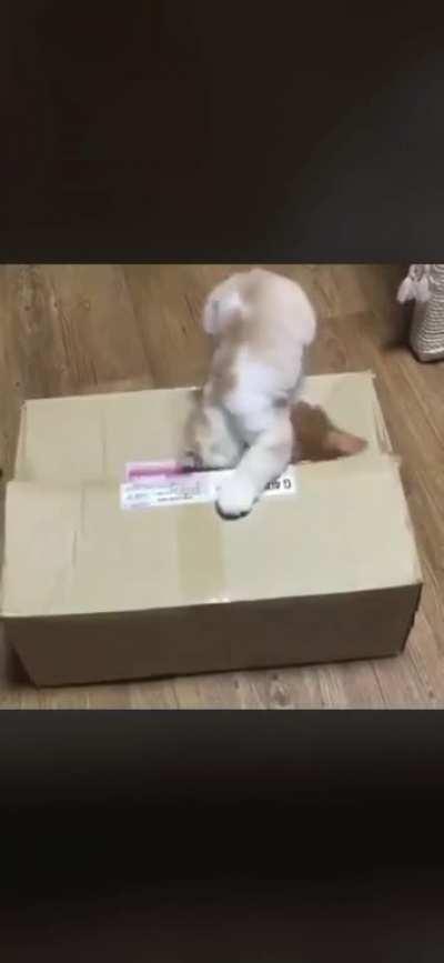 Legend says it was never seen again ...