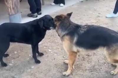 Cute dogs I met this summer in Alsace, the German Shepherd was down for more in the end haha.