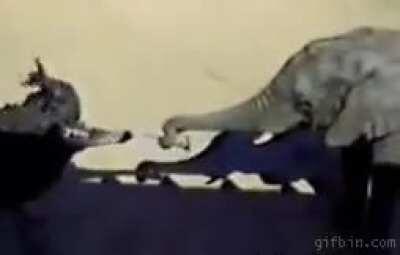 Слушай сюда, курица