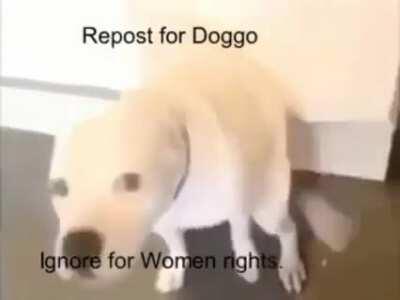 Doggo forevah