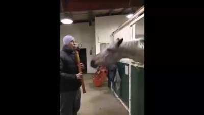 what the horse doin?