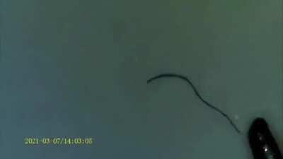 nanofibers, morgellons, nanomachines, found on masks and covid test swabs