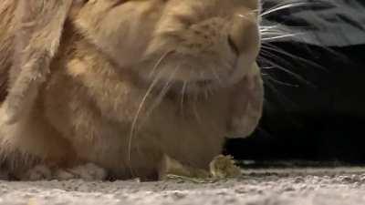 This just makes me SO happy. I will watch this anytime I feel sad from now on.