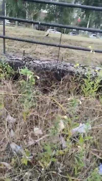 Dino doesn't go off-leash that often, because of his hunting drive. But here it's safe. So, of he goes😁