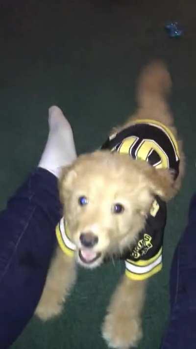 I was brutally murdered by evil doggo