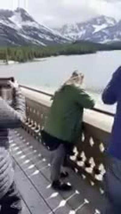 Moose vs Grizzly at Many Glacier Montana