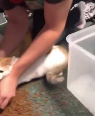 When your cat won’t stop knocking over the bin of food onto the floor.