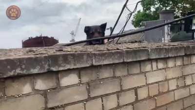 Animal Rescue Kharkiv shares their latest update from Kherson. Their three crews rescued 5 dogs and 11 cats today.