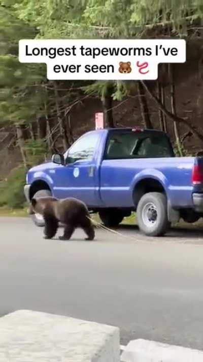 Alaskan bear expelling the Diphyllobothrium tapeworm which can grow over 30 feet in length inside the host