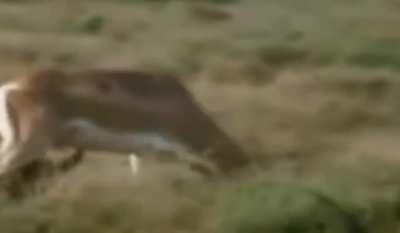 Gazelle fatally gores Cheetah in attack.