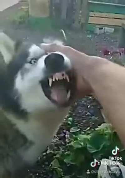 If anyone is looking for a lead singer for their death-metal band.