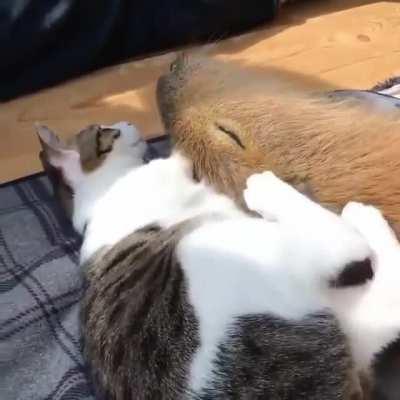 Capybaby and cat spooning uwu