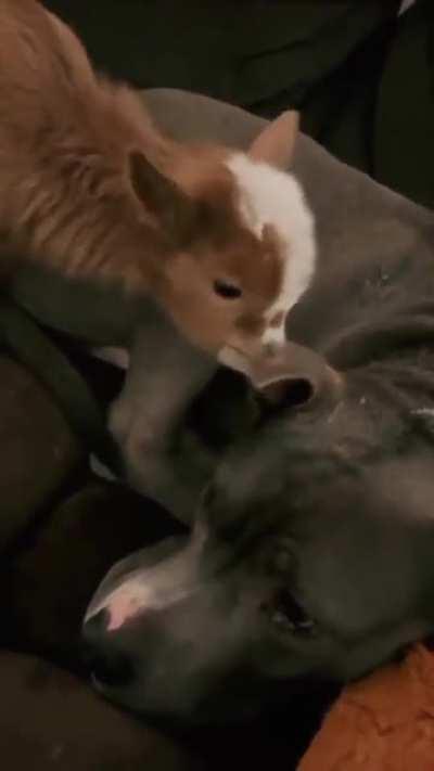 Why is the leaf so chewy?