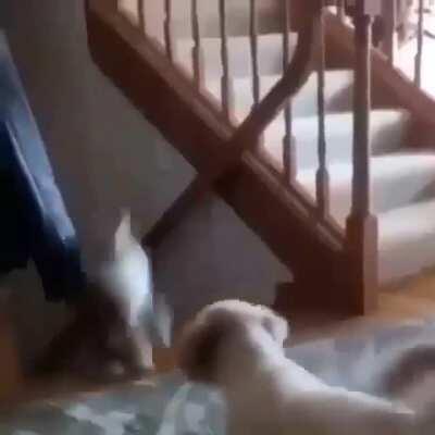 I found this meme and it is very accurate