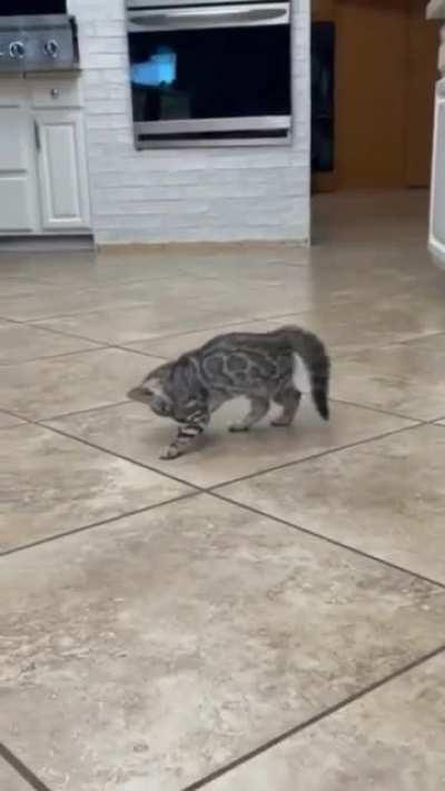 C'mon, play with me!!!