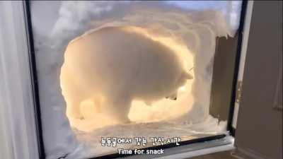 Owner makes a snow cave for his dog after a snow storm